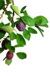 prune_17