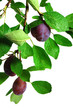 prune_16