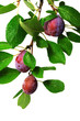 prune_14