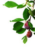 prune_13