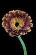Photo: Gerbera Gerbera