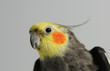 Photo: Nymphensittich Nymphensittich