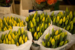 Yellow tulip