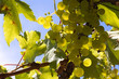 raisins au soleil
