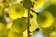 macro de raisin blanc