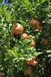 Pomegranate tree Pomegranate tree