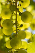 grappe de raisin blanc