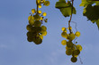 les raisins tombent du ciel