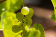 raisin blanc et vert