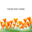 orange color flowers on white space for messages