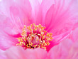 Camellia