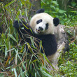 Hungry giant panda bear eating bamboo Hungry giant panda bear eating bamboo