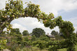 English Cottage Garden through Pear Tree Arch English Cottage Garden through Pear Tree Arch