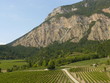 Vineyard near Chatillon en Diois, South of France