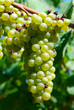 grape