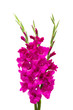 purple gladiolus isolated on white