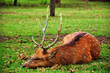 The sika deer