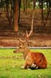 The sika deer