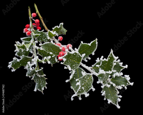 Photo: Frosty Holly Stem Frosty Holly Stem
