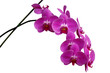 orchid