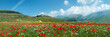 Panoramica Fioritura Castelluccio