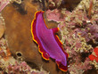 Plattwurm