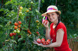 Young gardener woman harvesting tomatoes