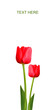 Beautiful tulips Beautiful tulips