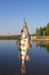 fish on a hook, sport fishing