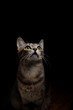 curious cat curious cat