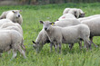 Moutons Vendéen Moutons Vendéen