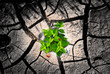 Arid ground and green Arid ground and green