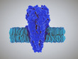 Acetylcholine receptors in the lipid layer of cell membrane