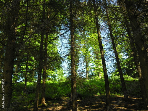 Foto: Waldlichtung am Hang im Gegenlicht Waldlichtung am Hang im Gegenlicht