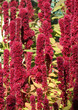 amaranthus caudatus