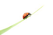 ladybug on grass ladybug on grass