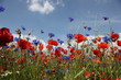 Mohn und Kornblume