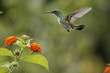 Vol du Colibri Vol du Colibri