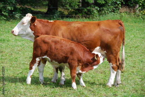 Photo: Kühe Kühe