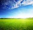 field of spring flowers and perfect sky
