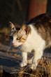 Photo: beautiful domestic cat hunting beautiful domestic cat hunting