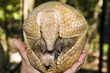 Southern Three-banded Armadillo
