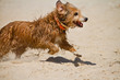 Photo: wet domestic dog running wet domestic dog running