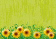 Vector border with Sunflowers on green grunge background