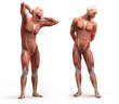 anatomy, muscles