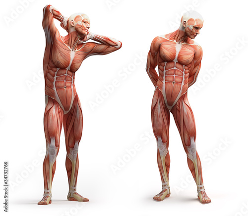 Illustration: anatomy, muscles anatomy, muscles