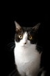Photo: cat cat