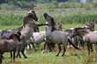 protecting the herd