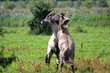 fighting wild stallions