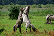 stallion fight